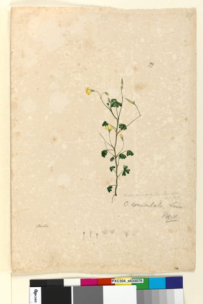 Pagina 79. Oxalis corniculata da John William Lewin